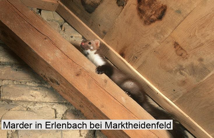 Marder in Erlenbach bei Marktheidenfeld